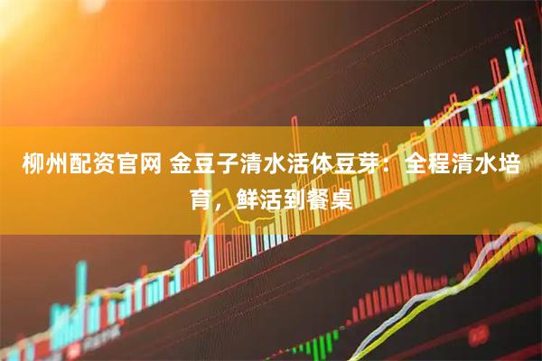 柳州配资官网 金豆子清水活体豆芽：全程清水培育，鲜活到餐桌